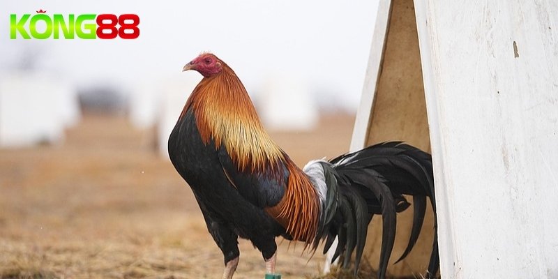 Các ưu điểm của đá gà KUBET so với đá gà Thomo